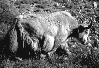 white Yak